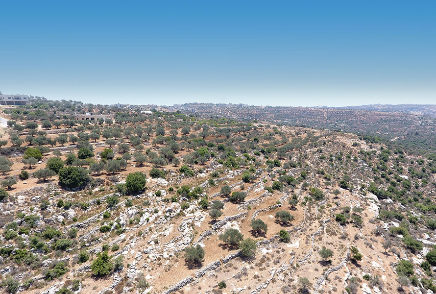  المزرعة الغربية 